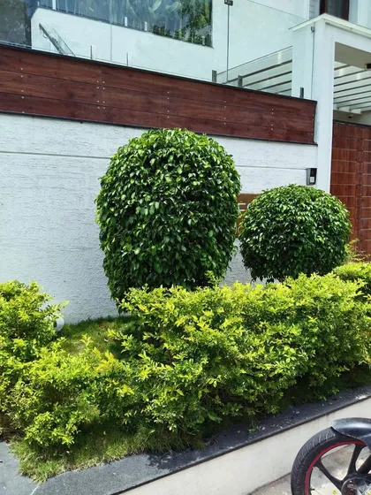 The art of topiary and hedge trimming is about creating living sculptures. These perfectly rounded ficus bushes are a testament to our meticulous pruning and shaping services, which keep your garden looking neat and elegant.