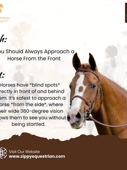 What is the safest way to approach a horse? This graphic debunks the myth of approaching from the front, explaining that it's best to approach from the side due to their blind spots.