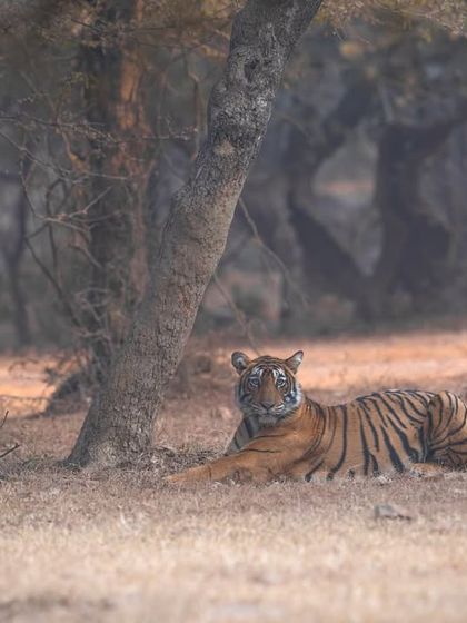 A tigress resting in the soft winter light of Ranthambore. The hazy, atmospheric conditions of winter are perfect for creating moody and poetic wildlife images.