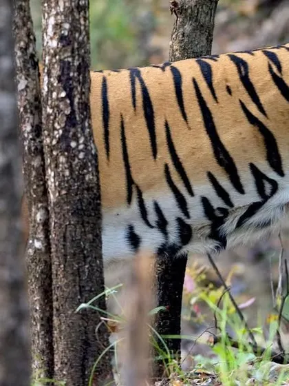 This shot gives a sense of just how huge and long a tiger can be. Walking partially hidden behind the trees, this tigress from Pench demonstrates the impressive size of these apex predators.