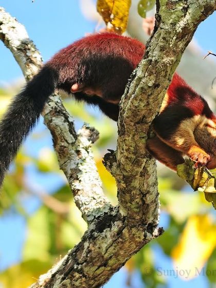 Mammals of the Ghats and Plains photo 6