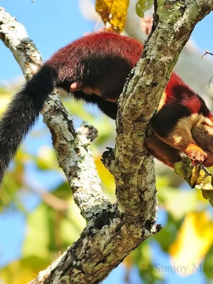The Indian or Malabar Giant Squirrel, a colorful and strictly arboreal creature of the Western Ghats. With a body and tail reaching over three feet, it is a spirited and vocal delight in the forest canopy.