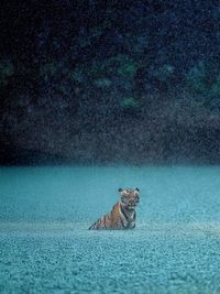 Wildlife Photography Workshops & Mentoring