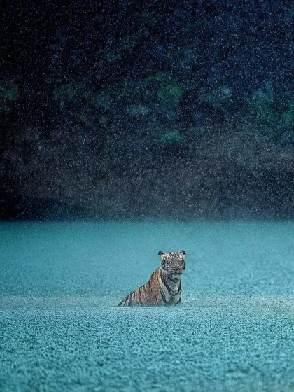 A tiger finds calm in the middle of a heavy thunderstorm in Tadoba. I believe that even when the light is "bad," we can make art. This is what I teach: to see the wild as your canvas, no matter the weather.