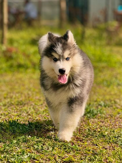 The Pawsome Camp - Dog Daycare & Boarding The Pawsome Playground: 2 Acres of Freedom photo 13