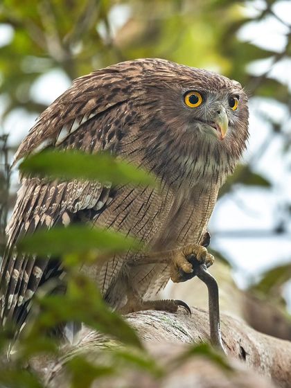 This series captures a Brown Fish Owl with its snake kill in Pilibhit Tiger Reserve. From the intense stare to the act of consumption, these images tell the full story of a successful hunt.