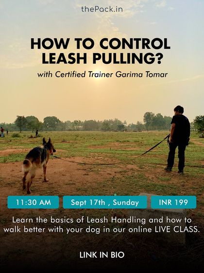Garima Tomar - Board and Train Programs Essential Obedience Skills photo 8