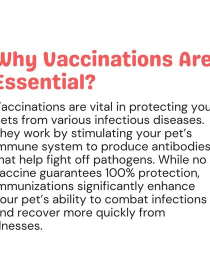 Woofly - Home Veterinary Services At-Home Vaccinations & Deworming photo 5