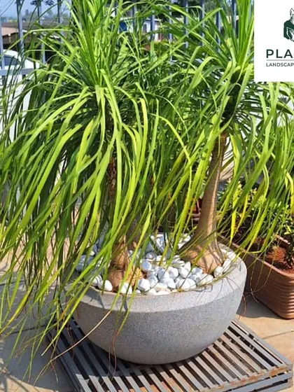 The right plant in the right pot can define a space. This Ponytail Palm, with its cascading leaves, is set in a modern stone-finish planter, making it a perfect sculptural element for a terrace or entryway. We help you select statement plants and containers that complement your architectural style.