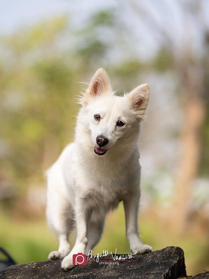Pragalbh - Commercial Pet Photography Action & Lifestyle Photography photo 19