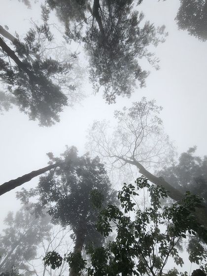 Looking up at the sky through a canopy of trees on a foggy day in Yercaud. It's a reminder to always look for beauty in every direction.