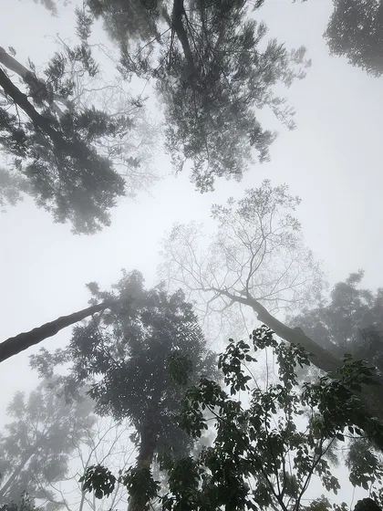Looking up at the sky through a canopy of trees on a foggy day in Yercaud. It's a reminder to always look for beauty in every direction.