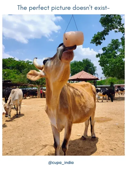 A simple pleasure. We provide salt licks and nutritious fodder to ensure our residents are not just surviving, but thriving. Seeing them happy and healthy is our greatest reward.