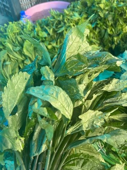 Freshly picked leafy greens, another staple ingredient we source directly from the Northeast for our dishes.
