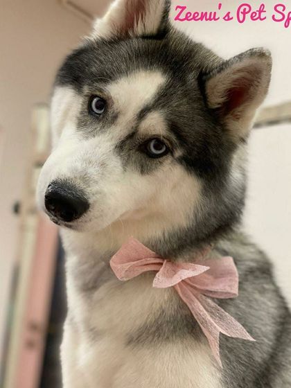 Zeenu's Pet Spa - Dog Grooming & Spa Gentle Giants & Large Breed Care photo 4