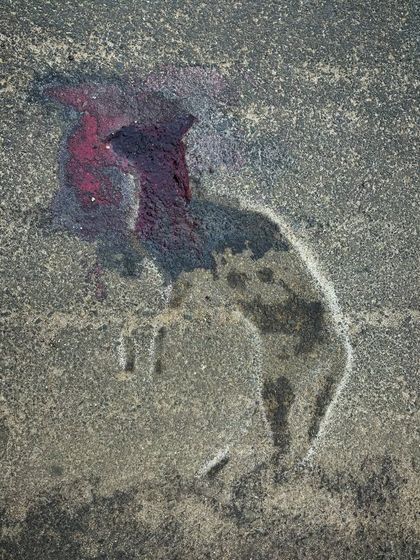 The tragic aftermath of a roadkill. This image of a jungle cat's bloodstain on the asphalt is a grim reminder to drive carefully for wildlife.