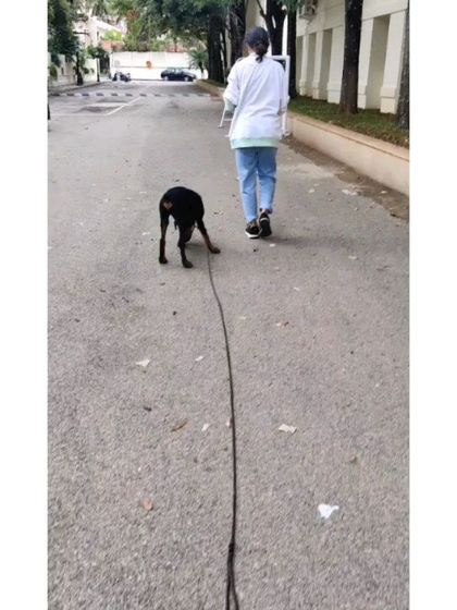 Is the leash the only thing keeping your dog by your side? Here's Whiskey, a Rottie and Doberman mix, enjoying his walk on a long line. He's choosing to stay with his owner, which shows a wonderful bond.