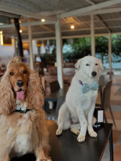 Posto with his friend Abby at Therpup Dog Cafe. They've been friends for a long time, just like their moms.