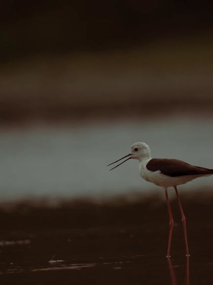 A Black-winged Stilt calls out while wading in the shallows, its long beak open.