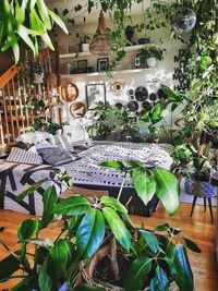 Plants & Gardening Supplies