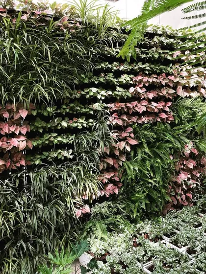 A close up of the plant textures in our vertical garden for ICICI Lombard. We used a combination of grassy spider plants, pink-hued syngonium, and ferns to create a rich, multi-layered effect.