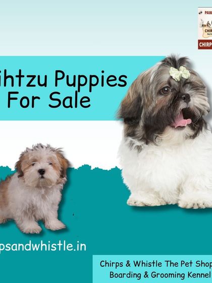 We always have adorable Shih Tzu puppies for sale. Known for their affectionate nature and compact size, they make wonderful companions for apartment living. Visit us to meet them.