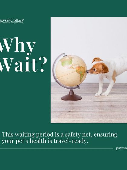 PawsnCollars - Veterinary Care Seamless Pet Relocation, Worldwide photo 22