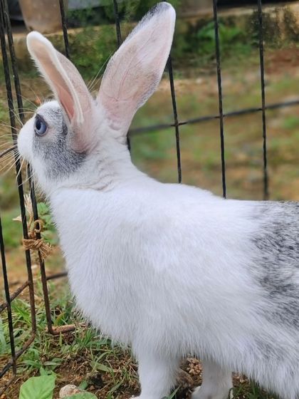She loves to stand up and see what's going on outside her enclosure.