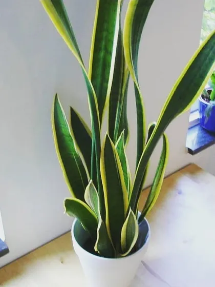 The popular Snake Plant (Sansevieria), a hardy and excellent air-purifying plant that we supply for many indoor projects.