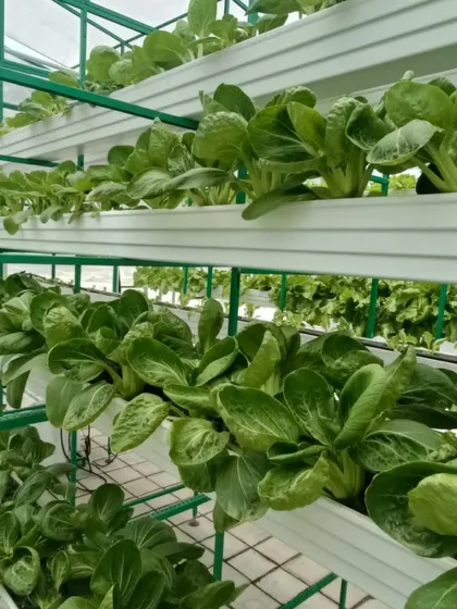 Rows of Pok Choy thriving in our vertical farming setup. This method allows us to grow a large volume of leafy greens in a small urban footprint.