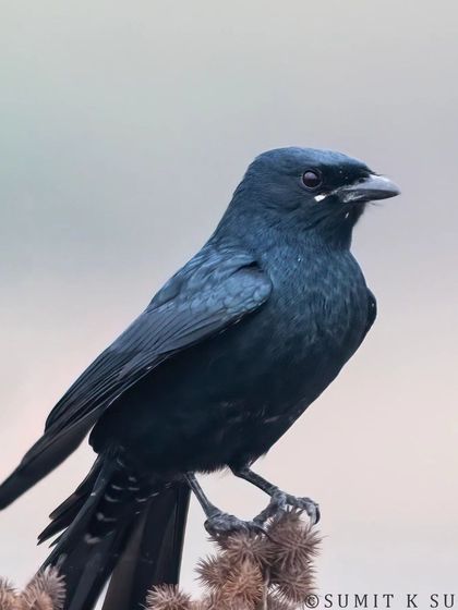 A portrait of a Black Drongo. The key to identifying it is the small white spot at the base of its beak, known as a rictal spot.