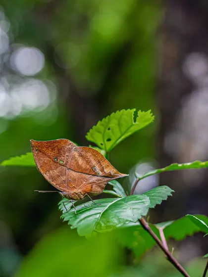 Another view of the Sahyadri Blue Oakleaf, also known as the "autumn leaf in monsoon greens." Its ability to blend in is simply amazing.