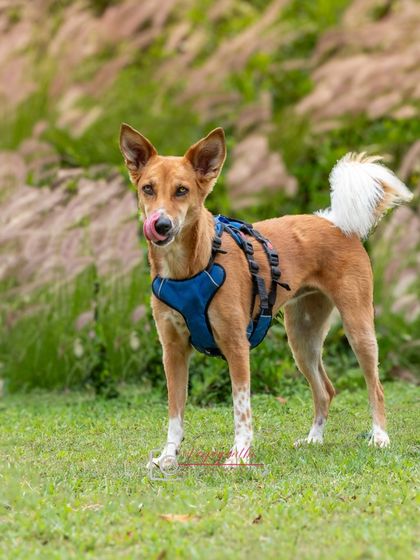 Coco posing beautifully during her "stealth mission" outdoor shoot. The soft, natural background makes her stand out perfectly.