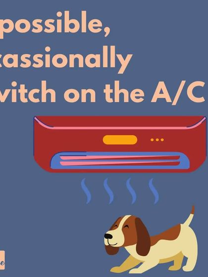 Switching on the A/C for your dog, even for short periods, can provide significant relief during a heatwave.