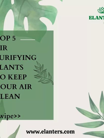 Plants for Health & Harmony photo 5