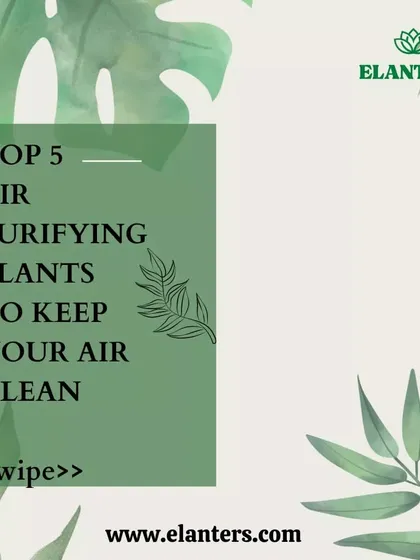 This series highlights my top 5 recommended air-purifying plants to keep your indoor air clean and fresh, naturally.