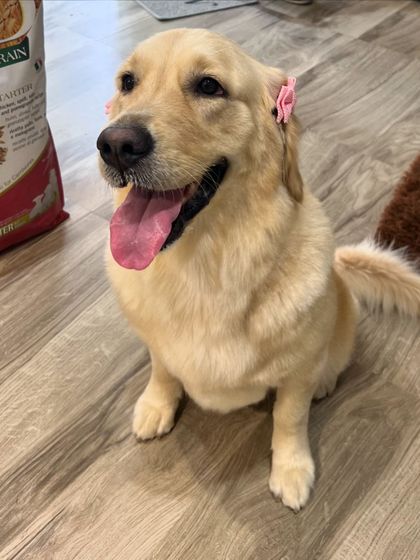 Kuddle - At-Home Pet Grooming The Full Spa Experience: Dog Grooming photo 11