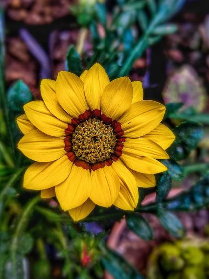 Vibrant Seasonal Blooms photo 7