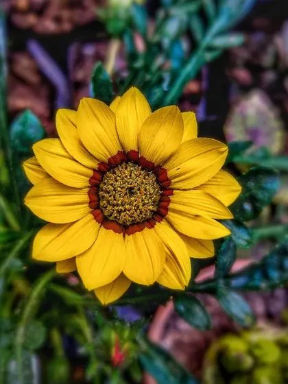 A close-up of a bright yellow Gazania flower. These daisy-like flowers are sun-loving and add a vibrant touch to pots and garden borders.