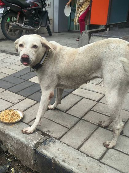 This dog is a little dirty but has a full belly and a happy tongue. A simple meal can make such a difference.