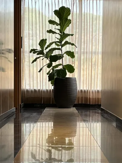 A Fiddle Leaf Fig in a dark textured pot, its silhouette framed by a sheer curtain. The soft, diffused light highlights the plant's beautiful leaves, creating a tranquil and picturesque corner.