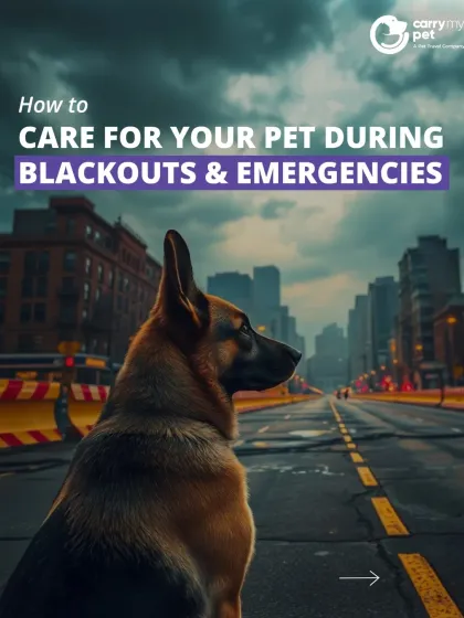 CarryMyPet - Pet Travel & Parenting Consultation Pet Parenting & Wellness photo 22