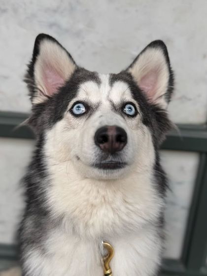A close-up of Obi's beautiful, now-confident eyes. We work to replace fear with trust and understanding.