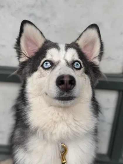 A close-up of Obi's beautiful, now-confident eyes. We work to replace fear with trust and understanding.