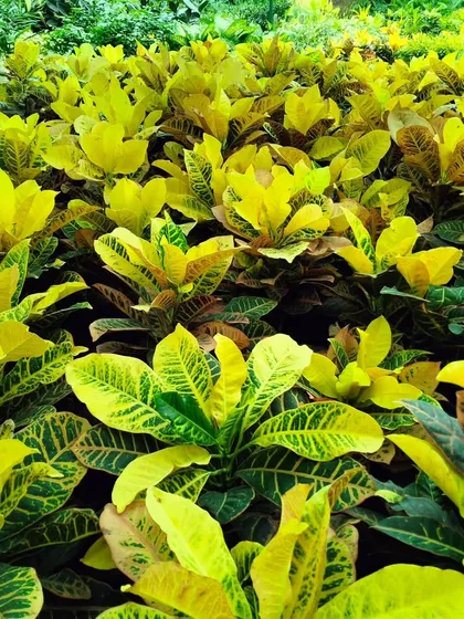 A field of golden Croton plants. Their bright yellow and green leaves can bring a splash of sunshine into your home, and they are surprisingly low maintenance.