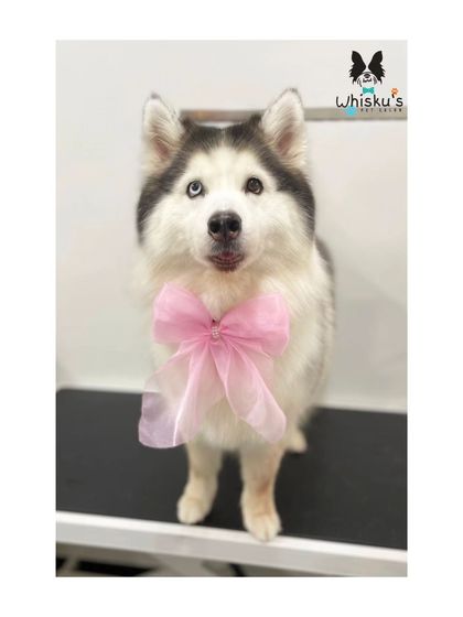 Furrybells Pet Grooming - Pet Grooming (Dogs & Cats) Breed-Specific Dog Styles photo 49