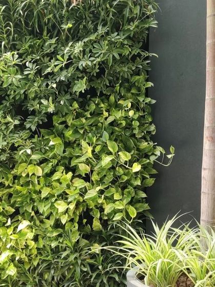 A close-up of the diverse foliage used in a vertical garden. We select a variety of plants with different leaf shapes, colors, and textures to create a rich and vibrant living wall.