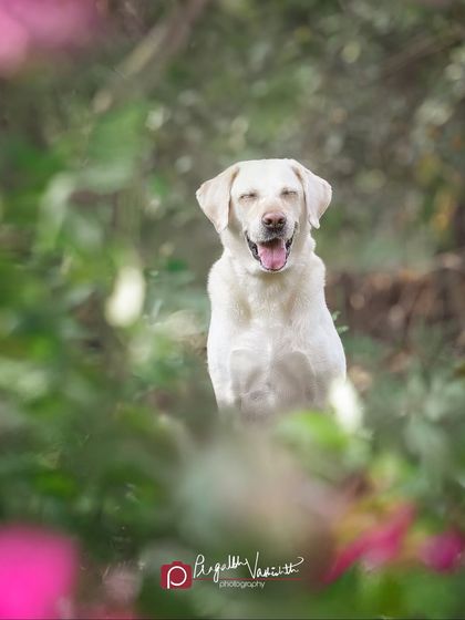 Pragalbh - Fine Art Pet Photography Outdoor Adventures photo 4