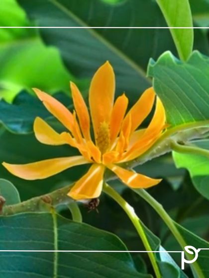 Our Native Plant Showcase photo 15