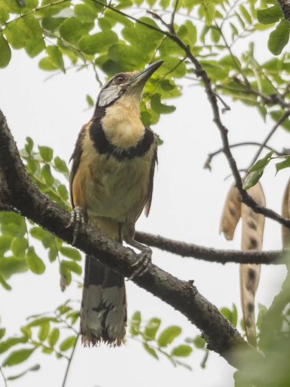 The Greater Necklaced Laughingthrush, identified by the prominent black "necklace" on its chest.